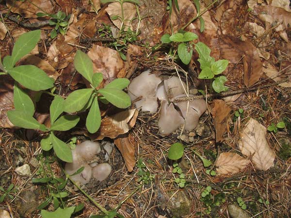 Sarcosphaera crassa