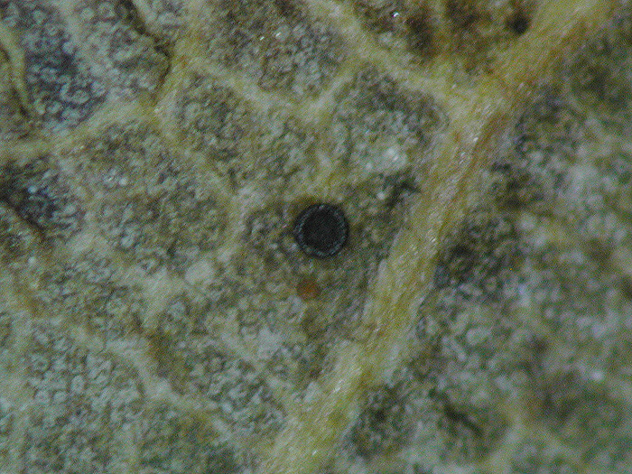 Sawadaea bicornis - Echter Feldahorn-Mehltau