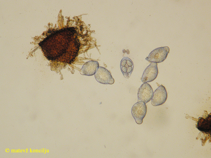 Sawadaea bicornis - Echter Feldahorn-Mehltau