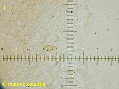 Leccinum scabrum - Spore