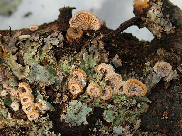 schizophyllum commune