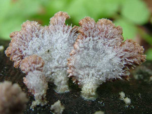 schizophyllum commune