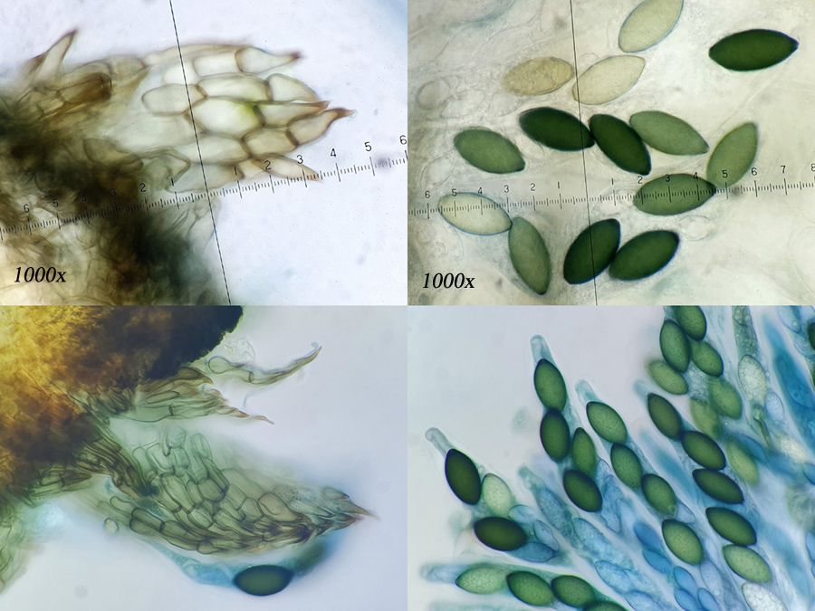 Schizothecium conicum
