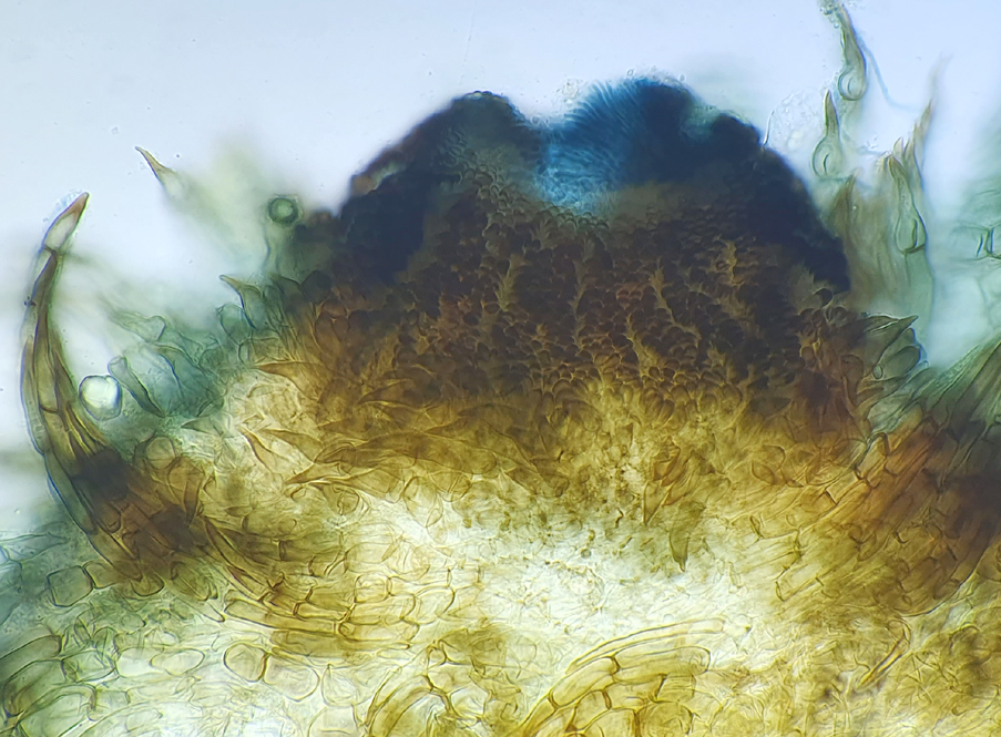 Schizothecium conicum