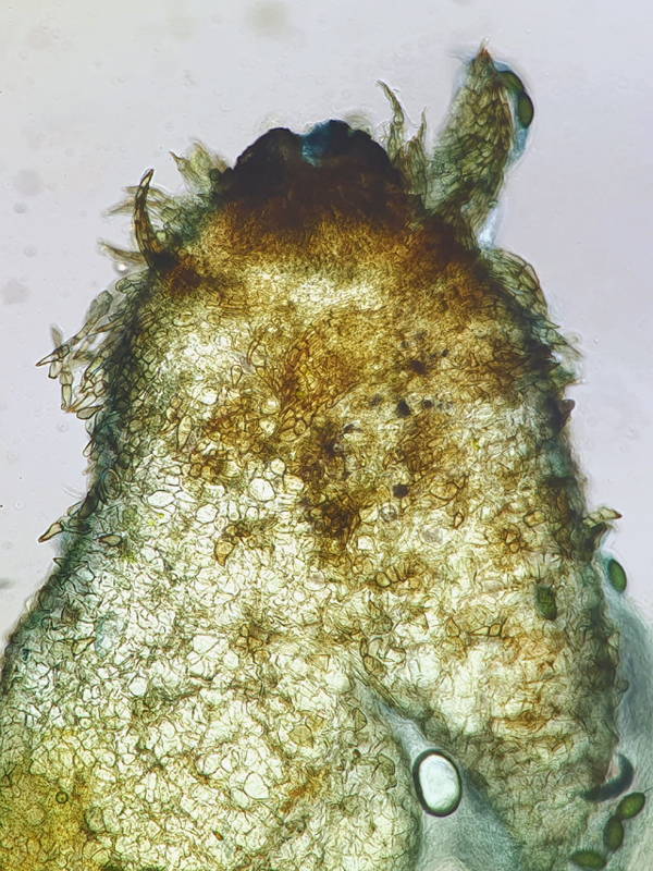Schizothecium conicum