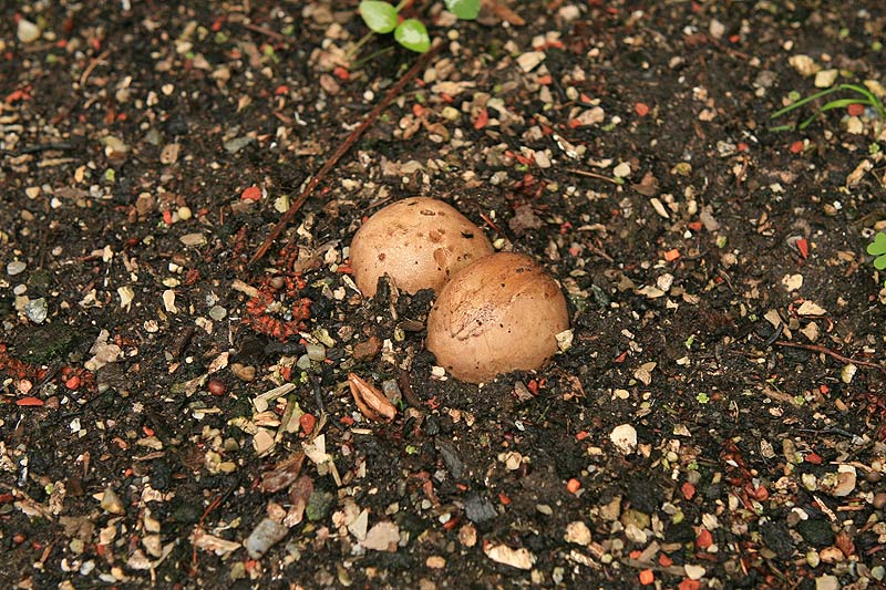 Scleroderma bovista - Netzsporiger Kartoffelbovist