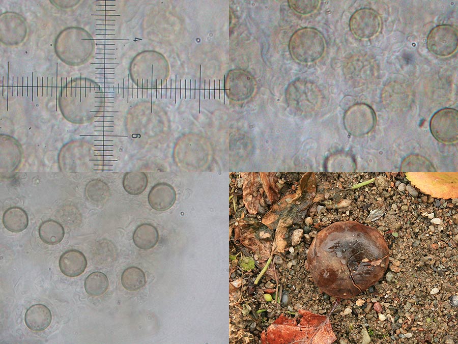 Scleroderma bovista - Netzsporiger Kartoffelbovist