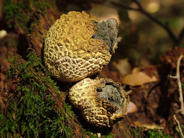 Gemeiner Kartoffel-Bovist