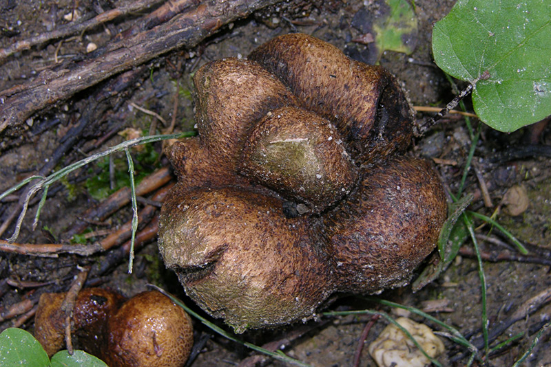 Scleroderma sp.