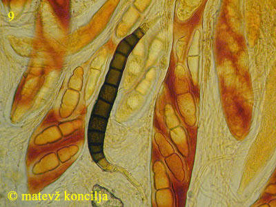 Scolicosporium macrosporiumi - Macrokonidie