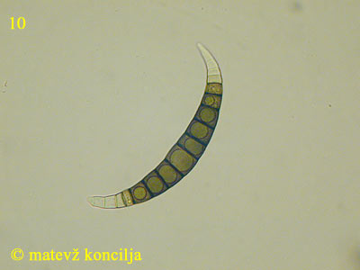 Scolicosporium macrosporium - makrokonidij