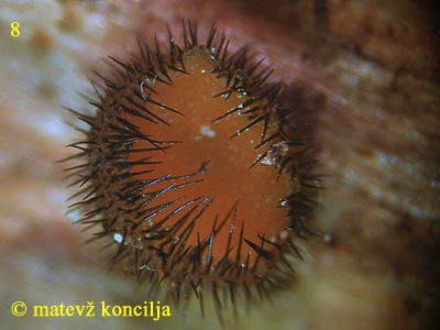 scutellinia scutellata - apotecij