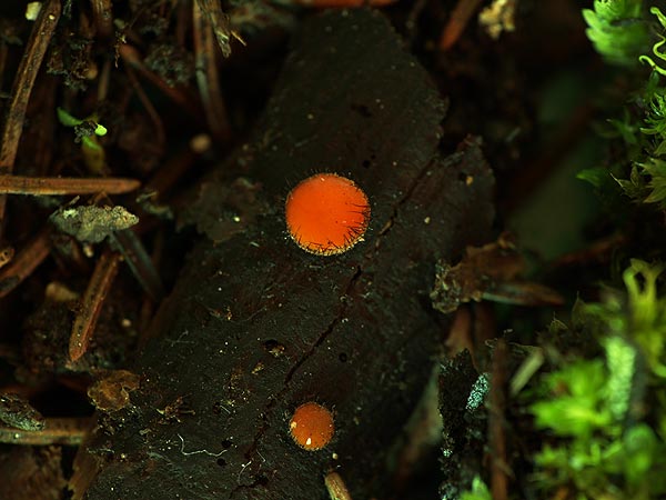 scutellinia scutellata