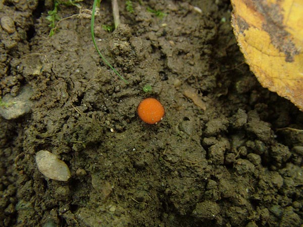 Sternsporiger Schildborstling