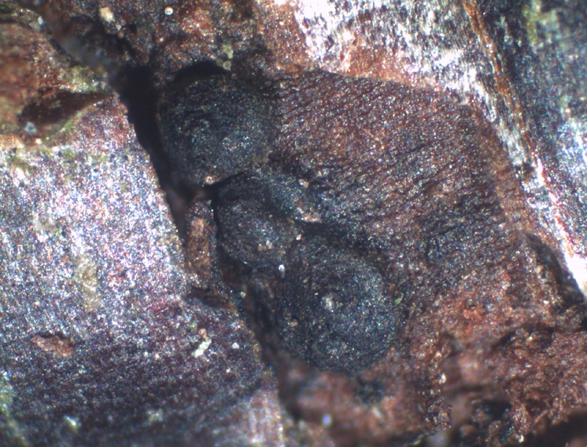 Seimatosporium massarina
