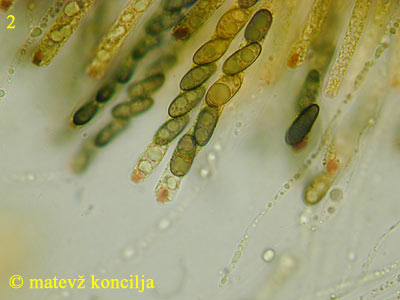 Nemania serpens - Asci
