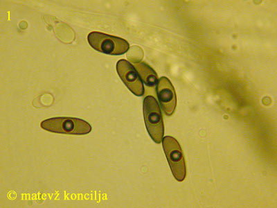 Nemania serpens - Sporen