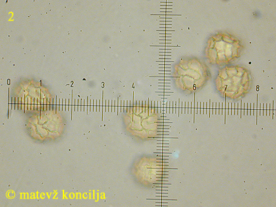 hemitrichia serpula - trosi