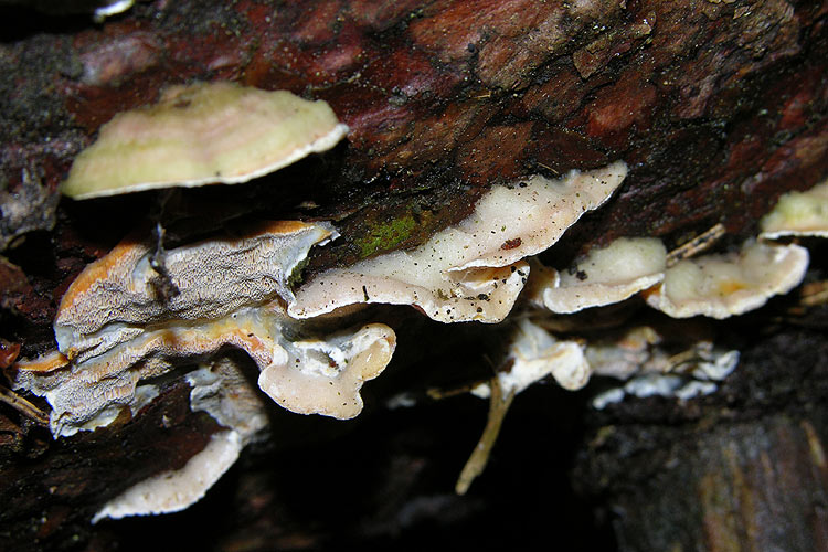 Skeletocutis amorpha - Orangeporiger Knorpelporling