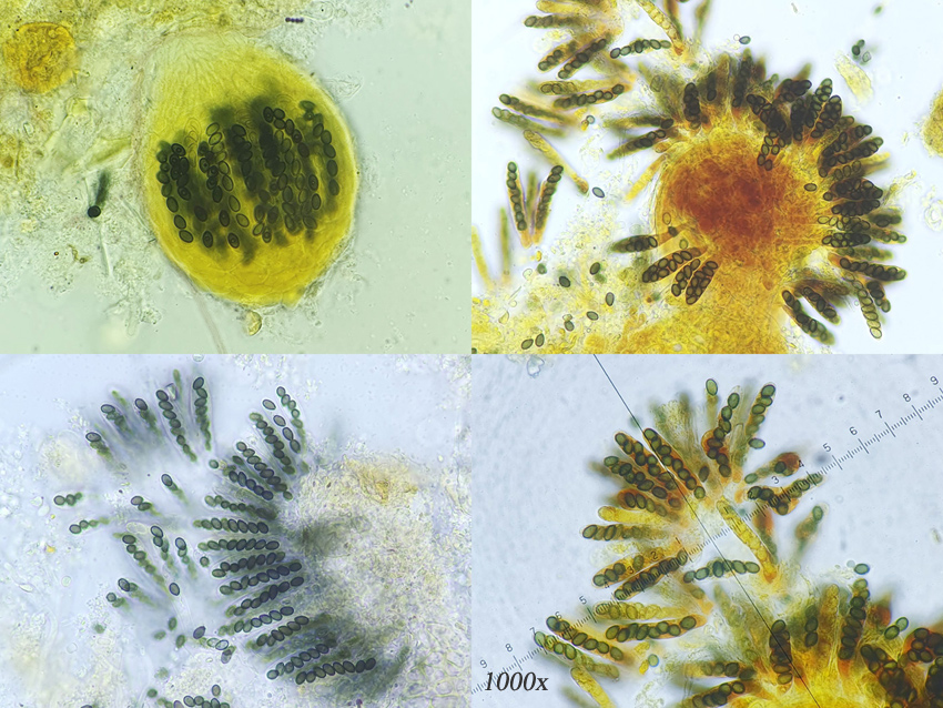 Sordaria minima