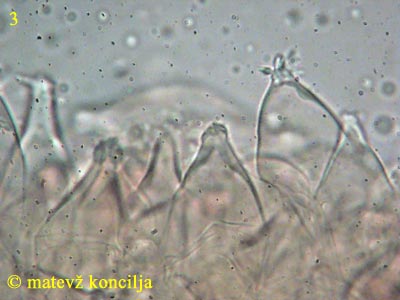 Homophron spadiceum - Cheilozystiden
