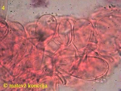 psathyrella spadicea - koica klobuka