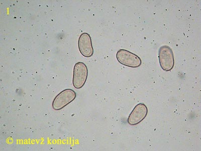 Homophron spadiceum - Sporen