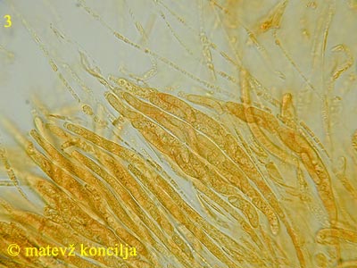 lasiosphaeria spermoides - aski