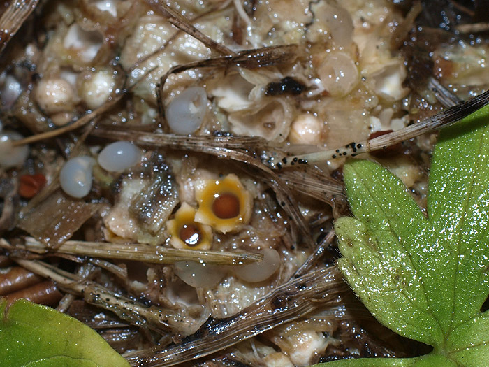Sphaerobolus stellatus - Kugelschneller