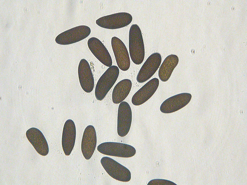 Sphaeropsis sapinea