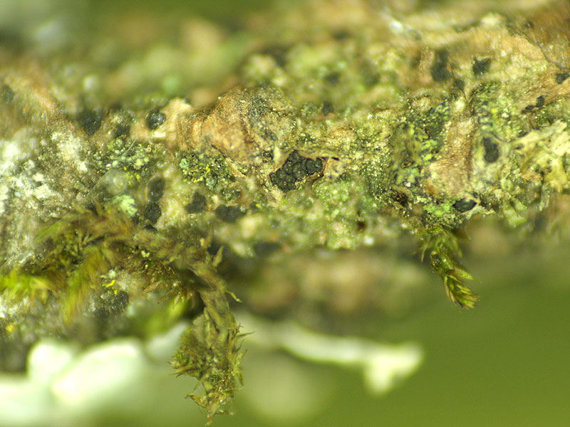 Sphaeropsis sapinea