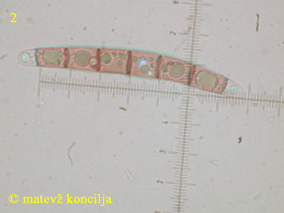 Melogramma spiniferum - Spor