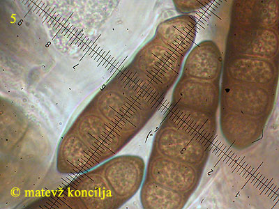 Splanchnonema platani