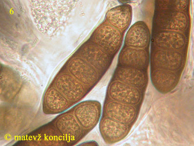 Splanchnonema platani