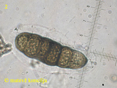 Splanchnonema platani - Ascospore