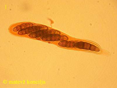 Splanchnonema platani