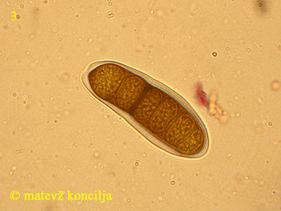 Splanchnonema platani