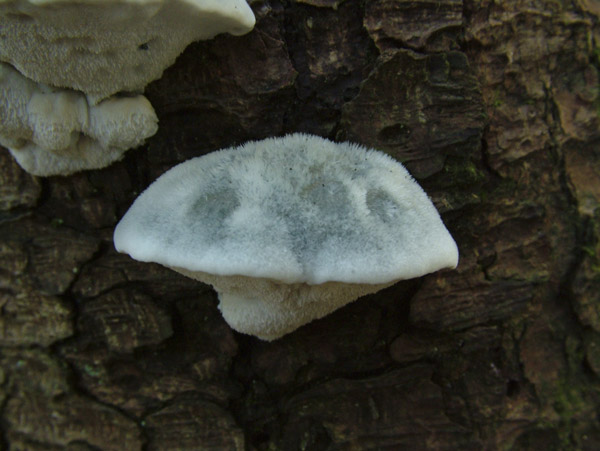 oligoporus caesius