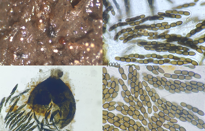 Sporormiella australis