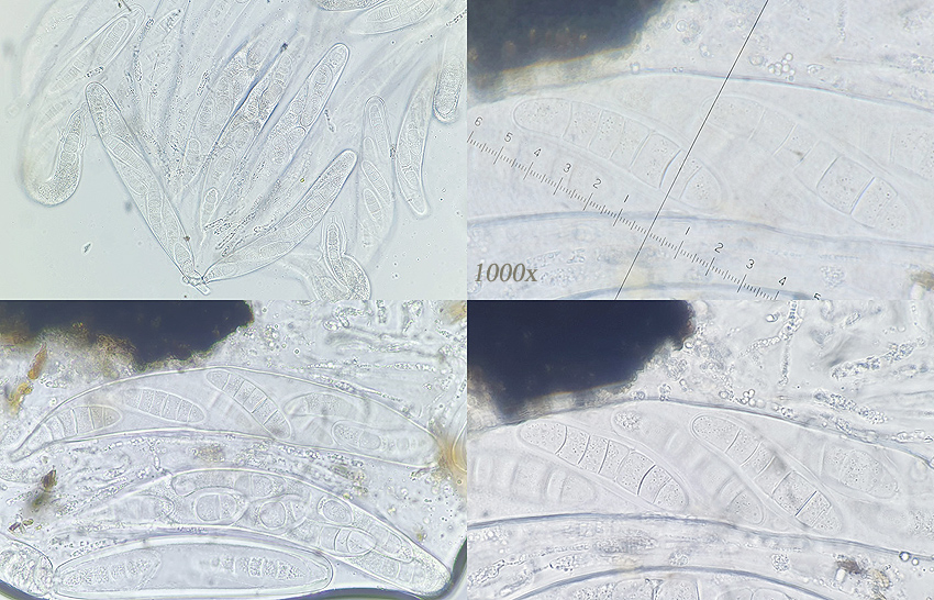 Sporormiella heptamera