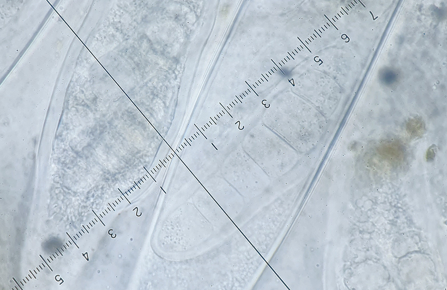 Sporormiella heptamera
