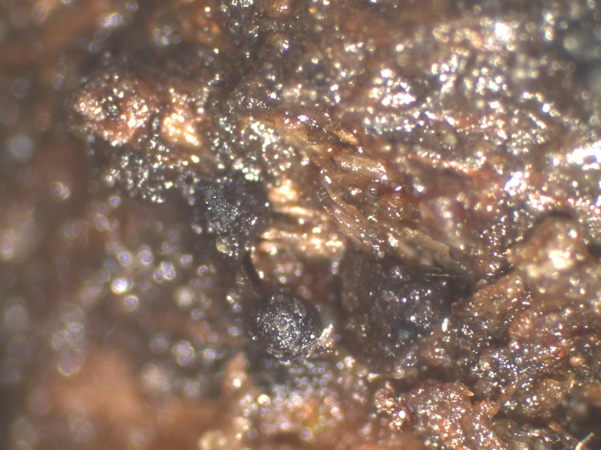 Sporormiella heptamera
