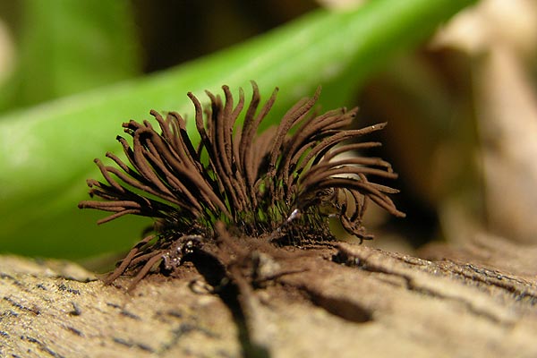 stemonitis lignicola