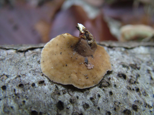 stereum subtomentosum