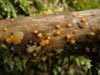 dacrymyces stillatus