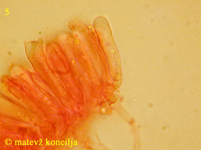 Mycena strobilicola - bazidiji