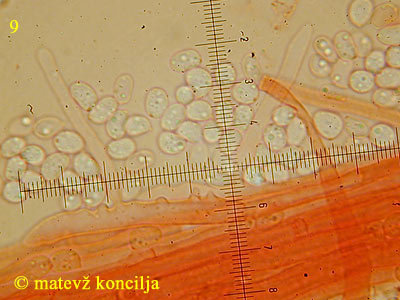 Mycena strobilicola - hife beta