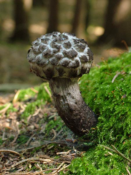 strobilomyces strobilaceus