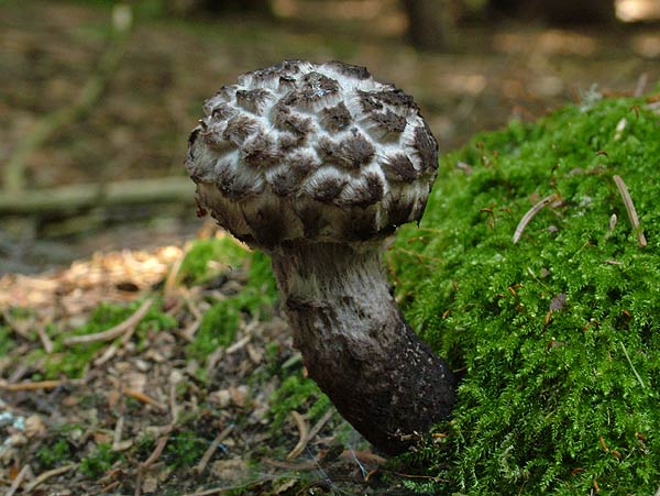 strobilomyces strobilaceus