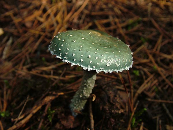 stropharia aeruginosa